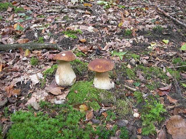Le  meraviglie della foresta